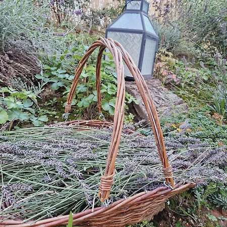 Follemira Cz - Kitchen - Garden - Bike Storage Bed and Breakfast